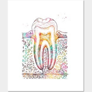 Tooth diagram Posters and Art